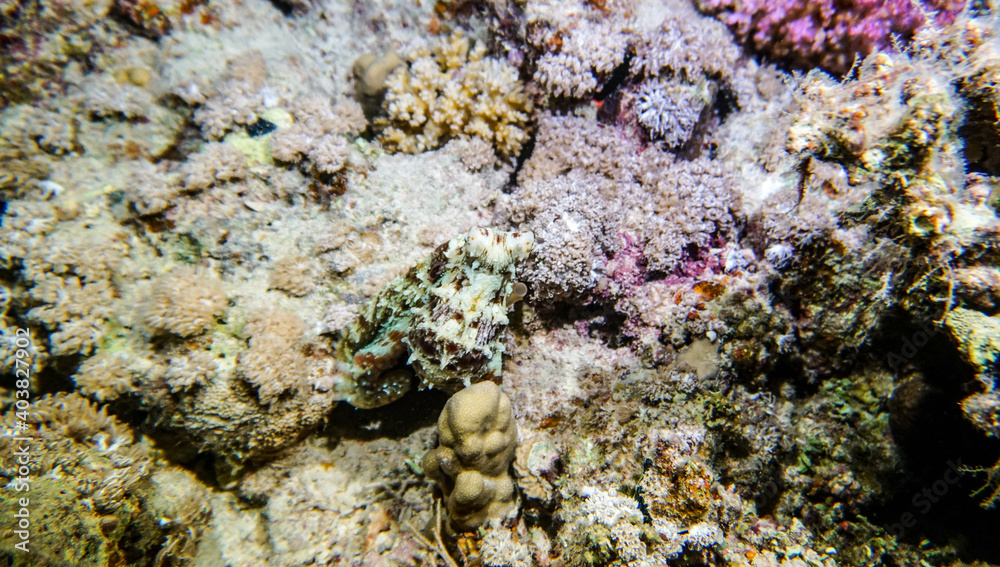 bright beautiful fish of the Red Sea in a natural environment on a coral reef bright beautiful fish of the Red Sea in a natural environment on a coral reef