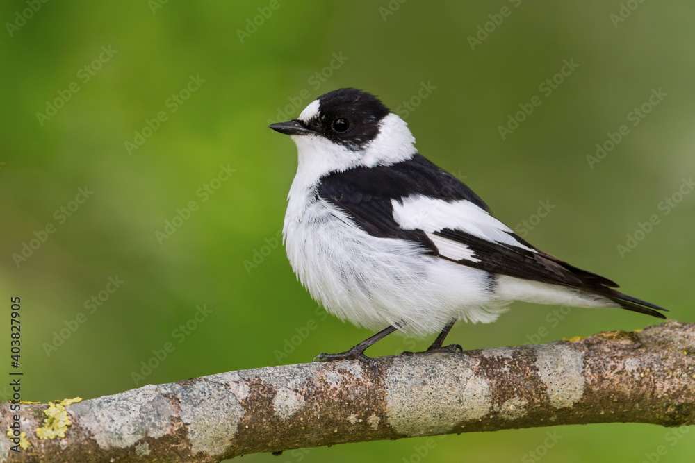 Fototapeta premium Withalsvliegenvanger, Collared Flycatcher, Ficedula albicollis