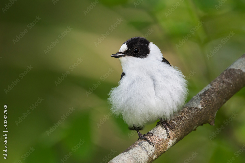 Withalsvliegenvanger, Collared Flycatcher, Ficedula albicollis