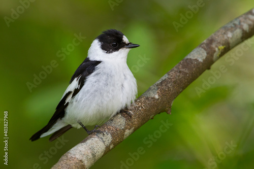 Obraz na płótnie Withalsvliegenvanger, Collared Flycatcher, Ficedula albicollis w salonie