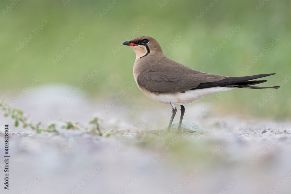 Fototapeta premium Vorkstaartplevier, Collared Pratincole, Glareola pratincola pratincola