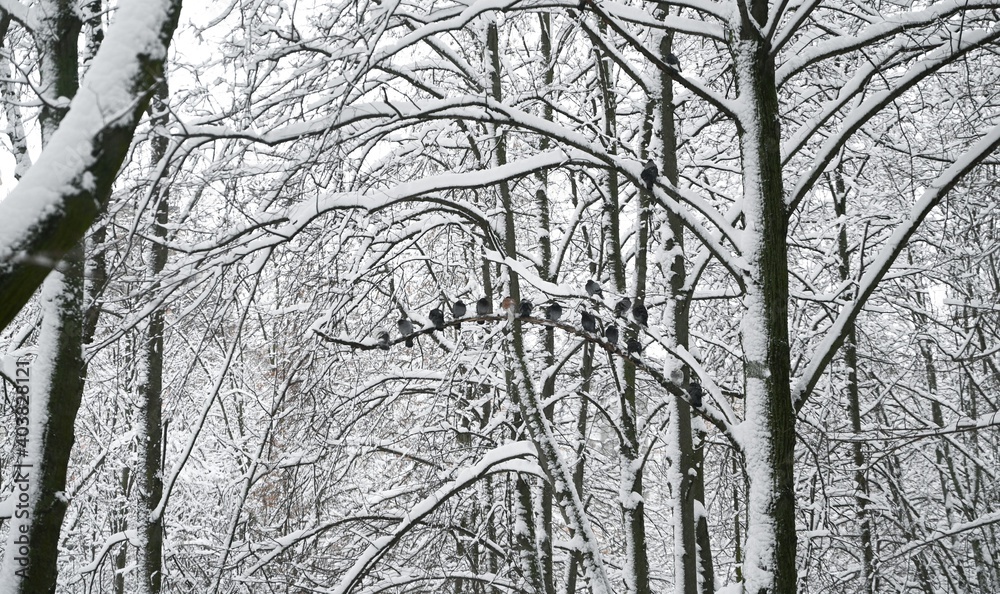 Obraz premium Side view of tree branches covered with snow. Pigeons on the branches. Winter. Background picture. Outdoors