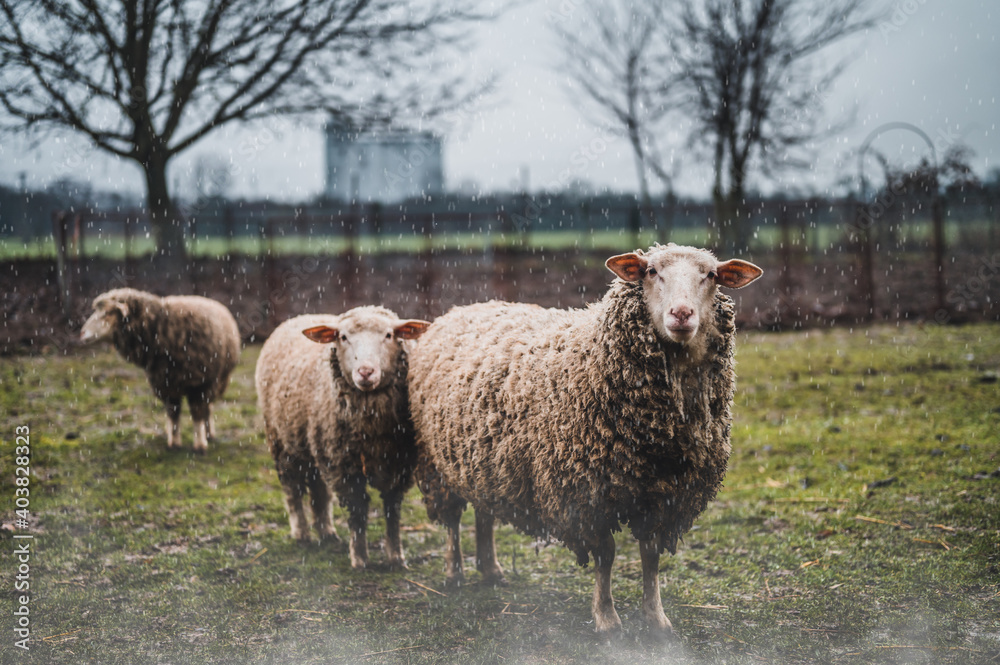 Obraz premium Three sheep on a green field. Rainy day.