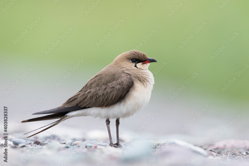 Vorkstaartplevier, Collared Pratincole, Glareola pratincola pratincola Vorkstaartplevier, Collared Pratincole, Glareola pratincola pratincola