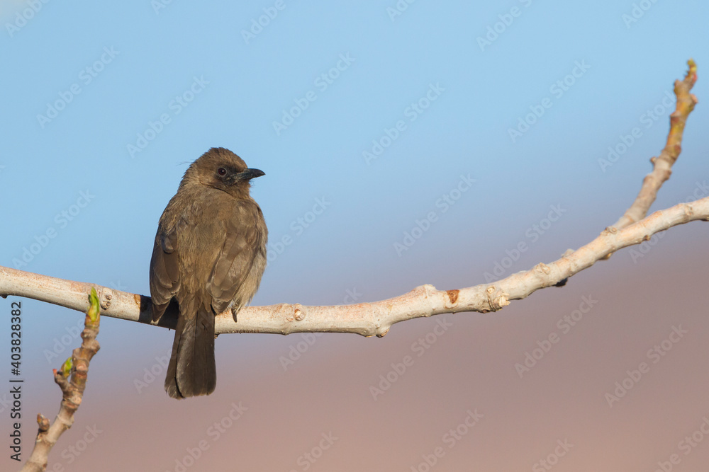 Common Bulbul, Pycnonotus barbatus barbatus Common Bulbul, Pycnonotus barbatus barbatus