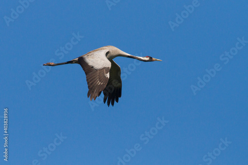 Kraanvogel, Common Crane, Grus grus