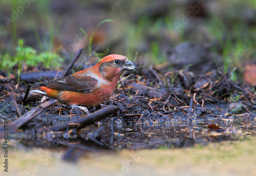 Kruisbek, Common Crossbill, Loxia curvirostra photo