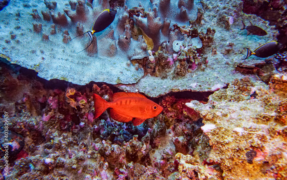 bright beautiful fish of the Red Sea in a natural environment on a coral reef bright beautiful fish of the Red Sea in a natural environment on a coral reef