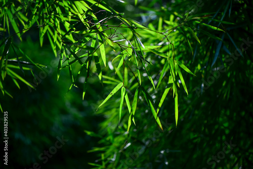 sunlight on the Green bamboo leaves with darkgreen background 