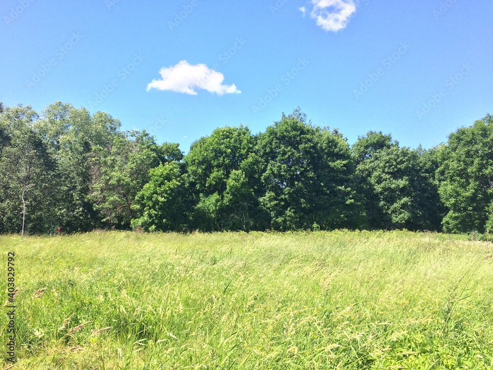 Obraz premium Grass, trees and sky in park
