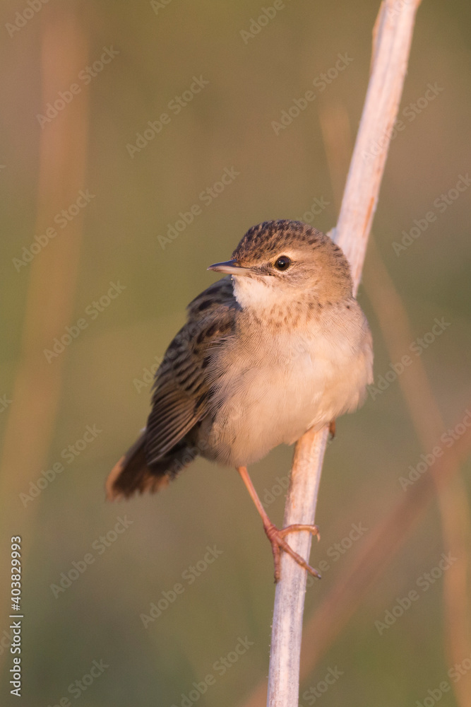 Fototapeta premium Sprinkhaanzanger (straminea), Siberian Common Grasshopper Warbler, Locustella naevia straminea