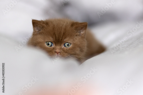 Extrem süßes Britisch Kurzhaar Kitten in cinnamon ist müde und gähnt