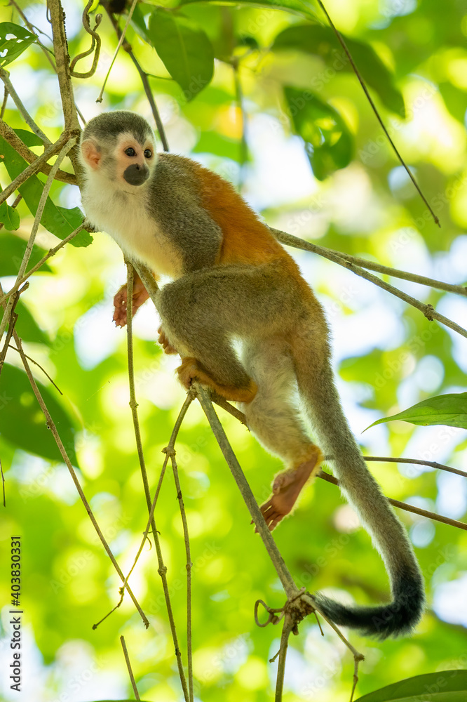 Obraz premium Squirrel monkey, Saimiri oerstedii, sitting on the tree trunk with green leaves, Corcovado NP, Costa Rica. Monkey in the tropic forest vegetation. Wildlife scene from nature. Beautiful cute animal.