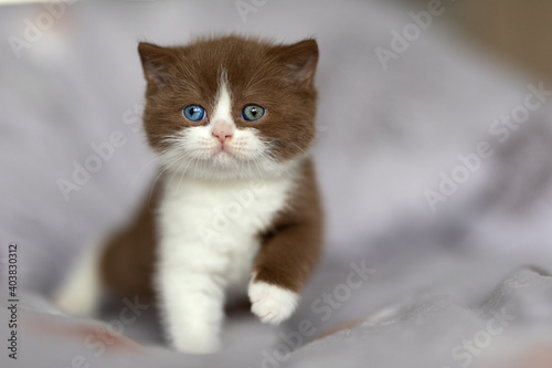 Britisch Kurzhaar Kitten Odd eyed extrem selten und hübsch