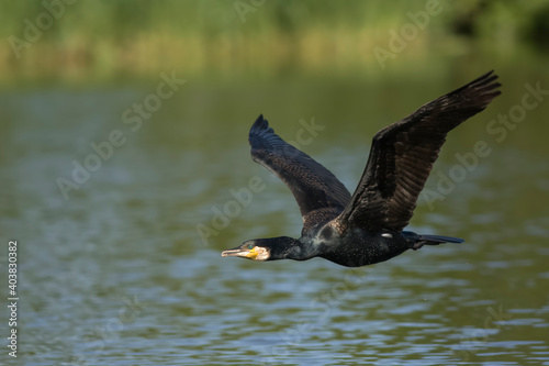  Aalscholver, Great Cormorant, Phalacrocorax carbo sinensis