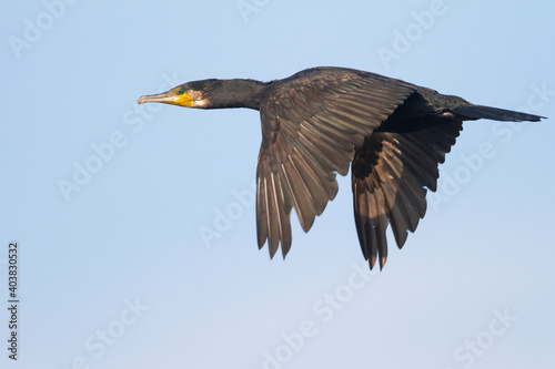  Aalscholver, Great Cormorant, Phalacrocorax carbo sinensis photo