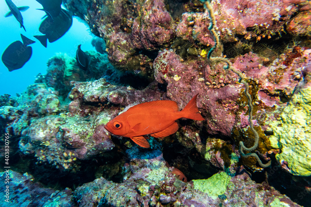 bright beautiful fish of the Red Sea in a natural environment on a coral reef bright beautiful fish of the Red Sea in a natural environment on a coral reef
