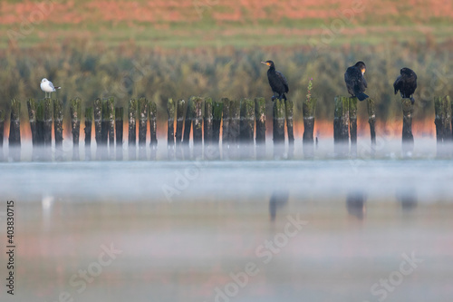  Aalscholver, Great Cormorant, Phalacrocorax carbo sinensis photo