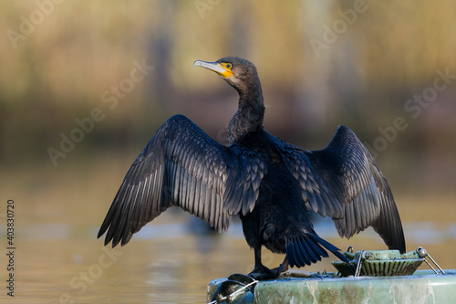  Aalscholver, Great Cormorant, Phalacrocorax carbo sinensis photo