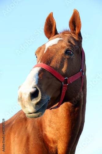 Head shot portrait of a thoroughbred stallion at sunset on meado © acceptfoto