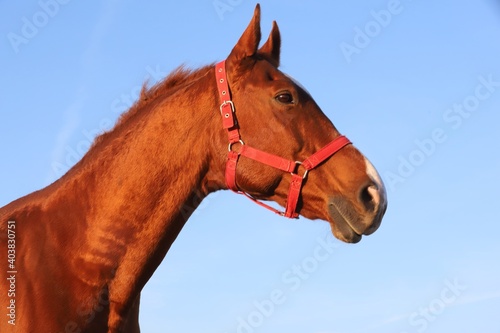 Head shot portrait of a thoroughbred stallion at sunset on meado