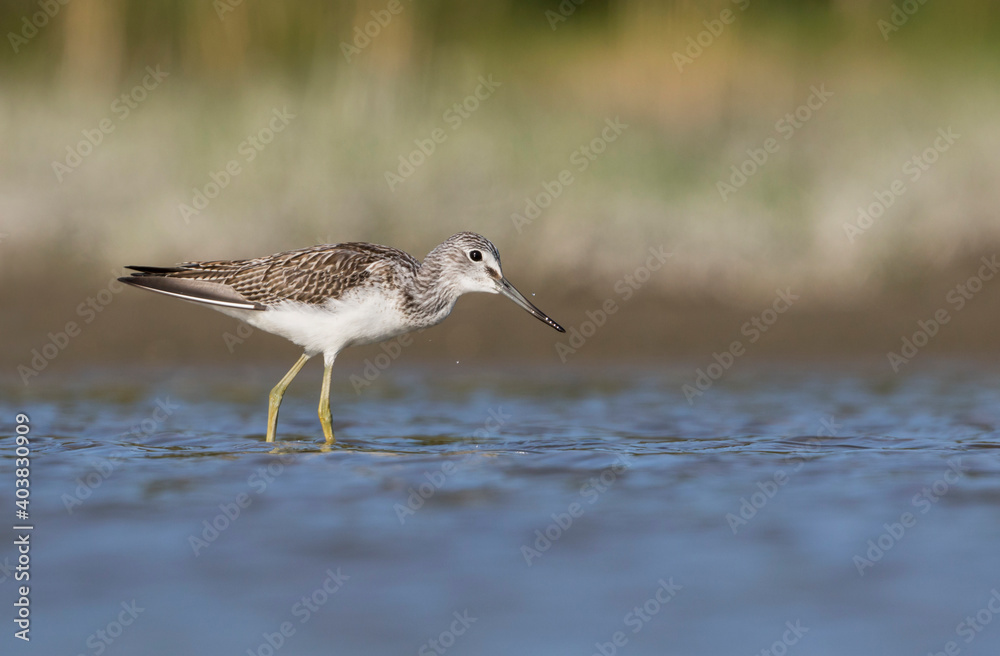 Groenpootruiter, Common Greenshank, Tringa nebularia Groenpootruiter, Common Greenshank, Tringa nebularia