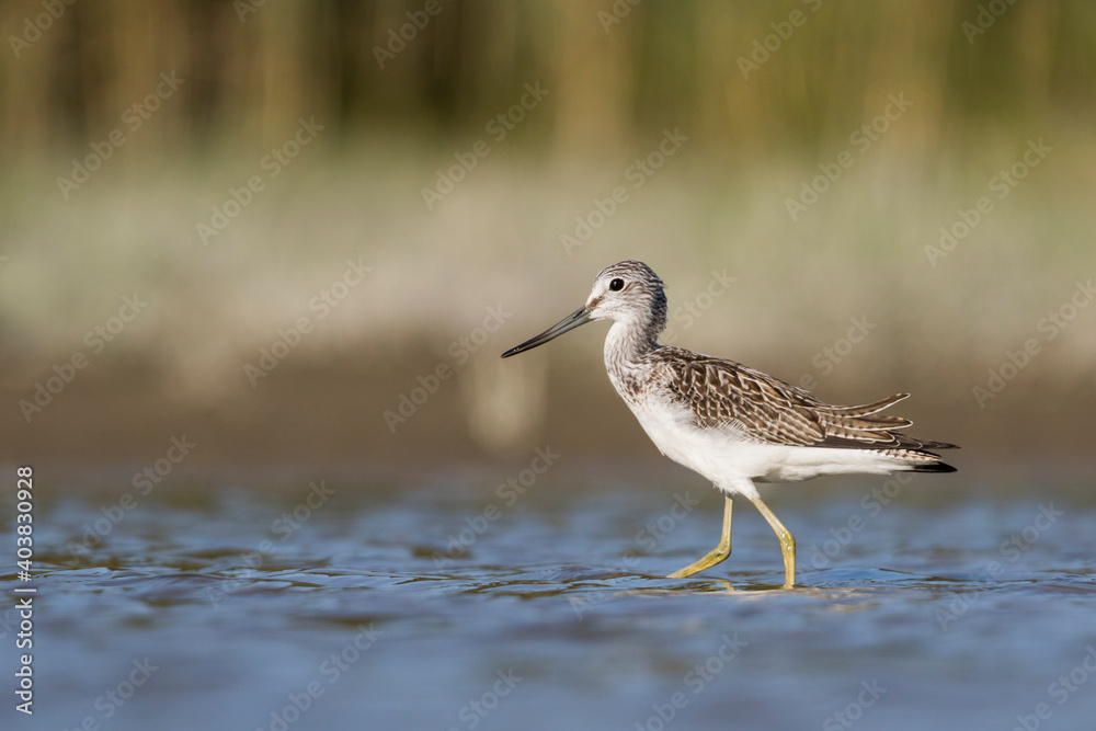Groenpootruiter, Common Greenshank, Tringa nebularia Groenpootruiter, Common Greenshank, Tringa nebularia