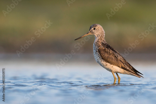 Groenpootruiter, Common Greenshank, Tringa nebularia