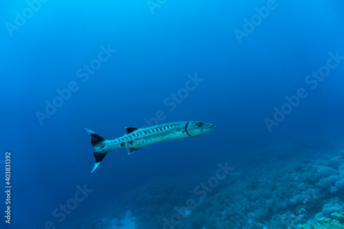 bright beautiful fish of the Red Sea in a natural environment on a coral reef