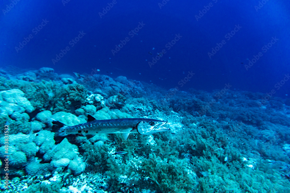 bright beautiful fish of the Red Sea in a natural environment on a coral reef bright beautiful fish of the Red Sea in a natural environment on a coral reef
