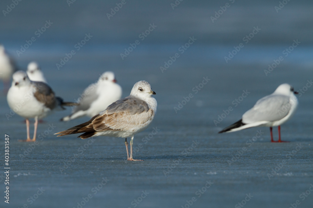 Stormmeeuw, Common Gull, Larus canus Stormmeeuw, Common Gull, Larus canus