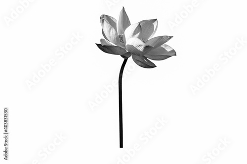 Lotus flower black and white isolated on white background with Clipping Paths.