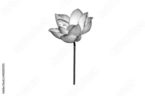 Lotus flower black and white isolated on white background with Clipping Paths.