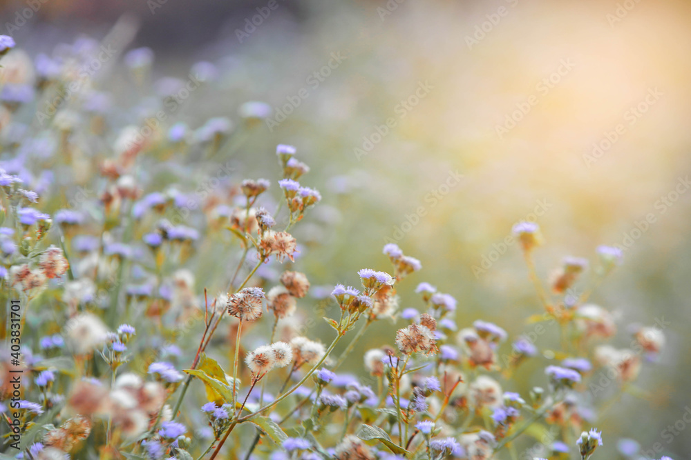 flowers in the meadow