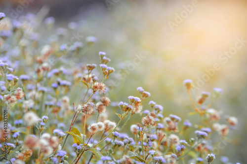 flowers in the meadow © Tongsai Tongjan