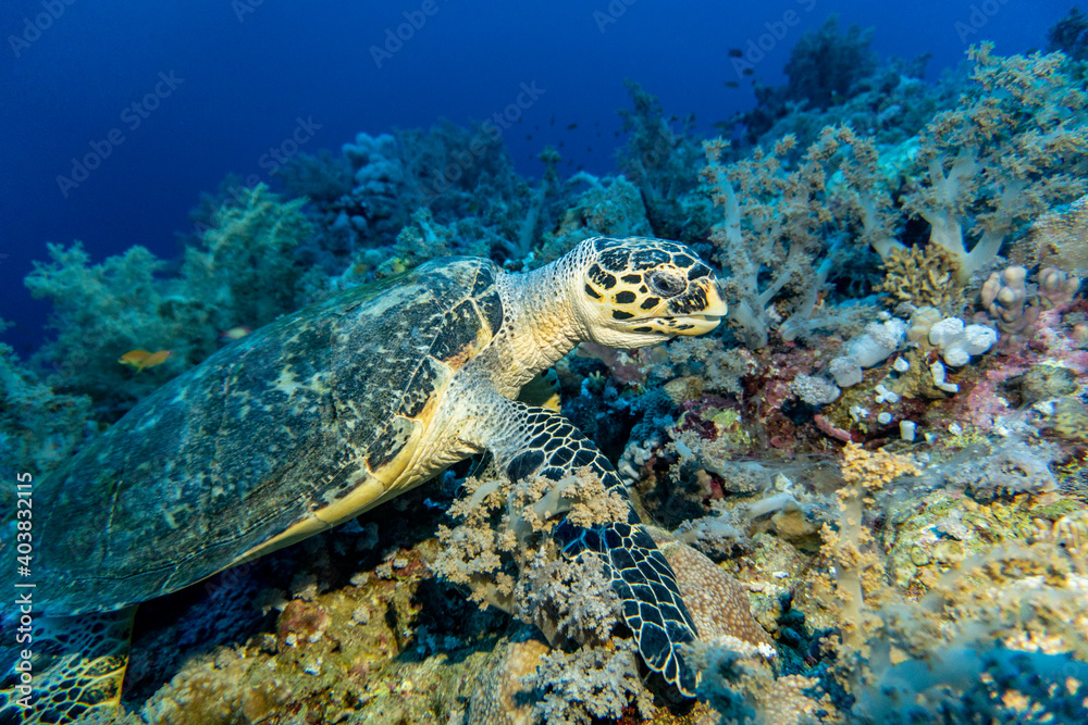 bright beautiful fish of the Red Sea in a natural environment on a coral reef