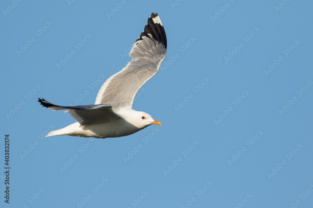 Obraz premium Stormmeeuw, Mew Gull, Larus canus ssp. heinei, Russia (Tscheljabinsk), adult