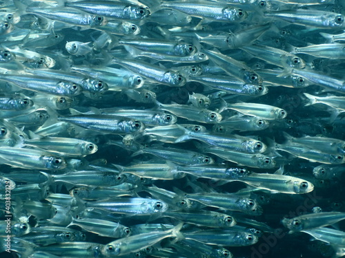 fish school silverside underwater atherina close up behaviour scenery photo