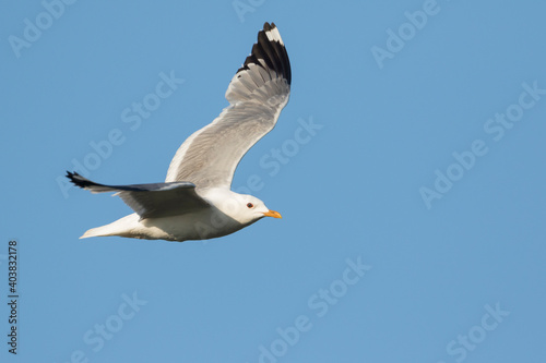 Stormmeeuw  Mew Gull  Larus canus ssp. heinei  Russia  Tscheljabinsk   adult