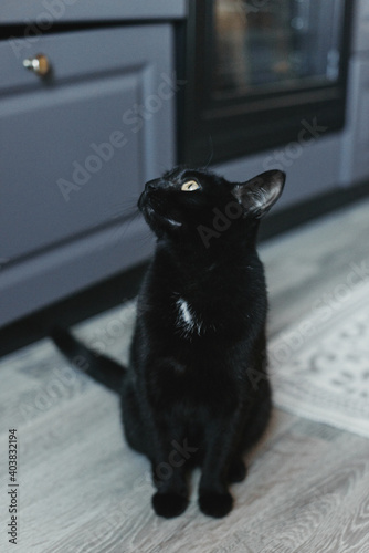 Cat in the house - a black cat on the floor with kitchen in the background. Cozy home and hygge trendy concept. Scandinavian style, hygge, autumn or winter weekend cozy concept. © Oksana Smyshliaeva