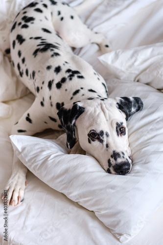 Dalmatian dog lying down in white bed and looking curiously at the camera. White and black spotted dalmatian dog peeing indoors lying on a white couch. Close-up.