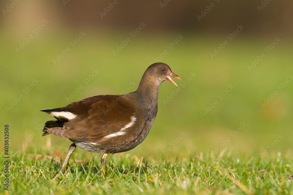 Waterhoen, Common Moorhen, Gallinula chloropus Waterhoen, Common Moorhen, Gallinula chloropus