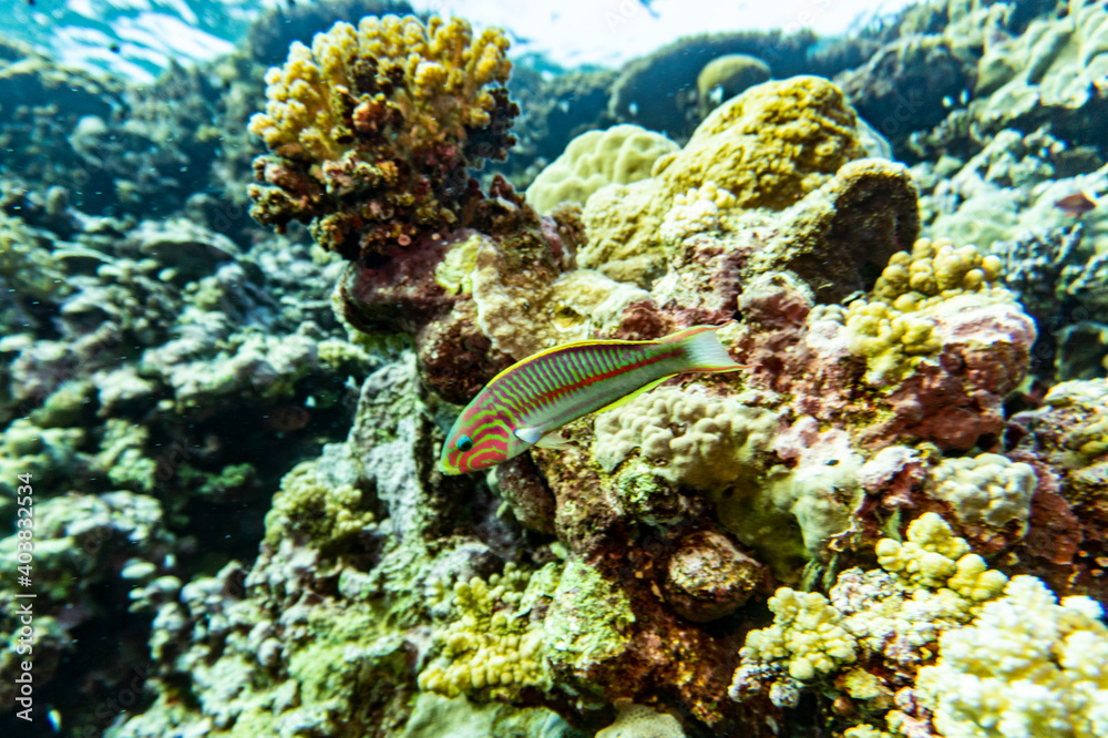 Fototapeta premium bright beautiful fish of the Red Sea in a natural environment on a coral reef
