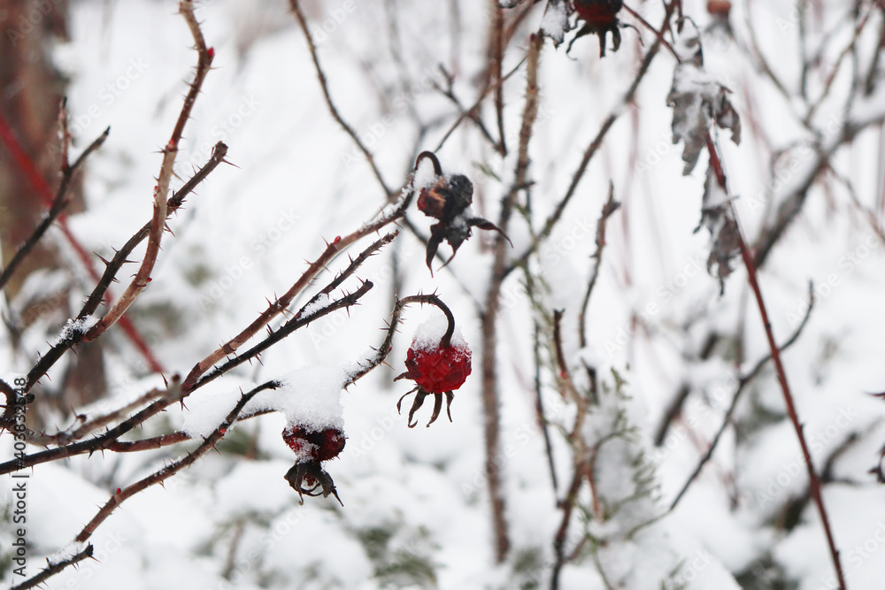 Trees in the snow. White background. Dry berries in the snow Trees in the snow. White background. Dry berries in the snow