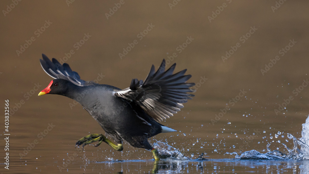 Waterhoen, Common Moorhen, Gallinula chloropus
