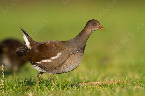 Waterhoen, Common Moorhen, Gallinula chloropus photo