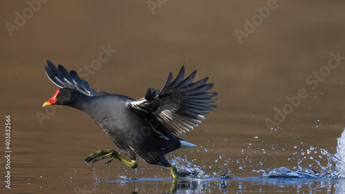 Waterhoen, Common Moorhen, Gallinula chloropus photo