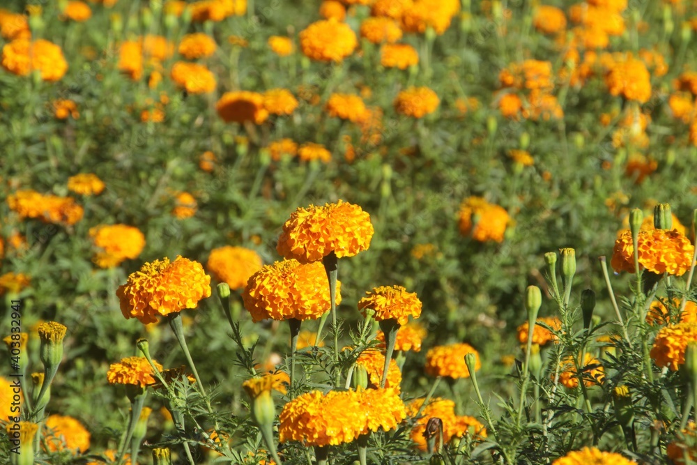 field of yellow flowers In the garden.