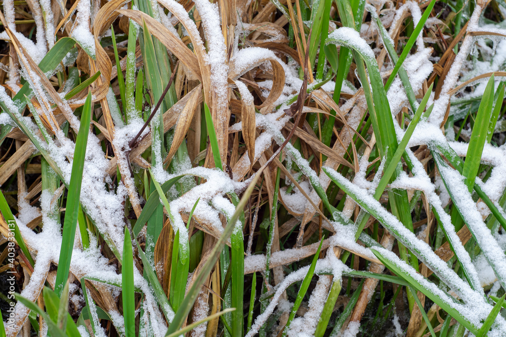 
White snow on the river grass in winter.