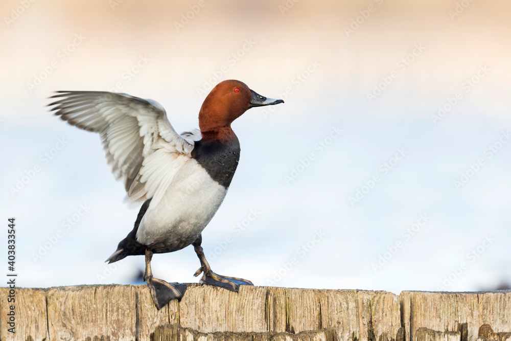 Fototapeta premium Tafeleend, Common Pochard, Aythya ferina